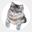 Pesquisar por tablet adesivos Gato do mato