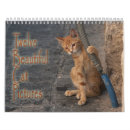 Pesquisar por imagens animais calendarios Gato