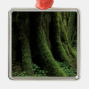 Pesquisar por planta ornamentos Floresta tropical