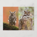 Pesquisar por owlet Floresta