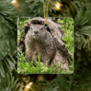 Pesquisar por marmota do marmota ornamentos Natureza