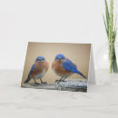 Pesquisar por aves canoras cartoes Animais