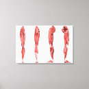 Pesquisar por músculos humanos impressão de canvas Detalhe