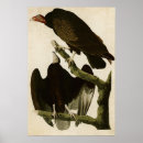 Pesquisar por buzzard de peru Bico
