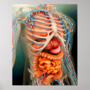 Pesquisar por órgãos humanos pôsteres pósteres Complexidade