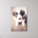 Pesquisar por border collie de de impressão de canvas Animal