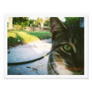 Pesquisar por gato malhado fotografia Qualquer pessoa