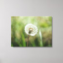 Pesquisar por dente leão de impressão de canvas Flor