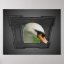 Pesquisar por cisne branca artes pósteres Para ela