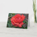 Pesquisar por diploma de formatura cartoes Rosa