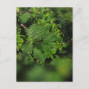 Pesquisar por espinhos cartoes postais Verde