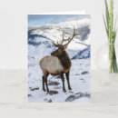Pesquisar por yellowstone cartoes Touro