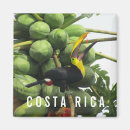 Pesquisar por tucano imas Costa rica