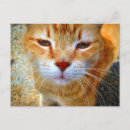 Pesquisar por gengibre cartoes postais Para ela