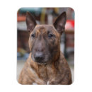 Pesquisar por bull terrier casa imas Touro