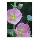 Pesquisar por hollyhock Flores