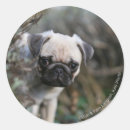 Pesquisar por filhote cachorro pug adesivos Filhotes de cachorro