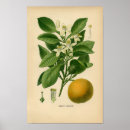 Pesquisar por árvore de doce de fruta Alaranjado