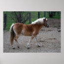 Pesquisar por haflinger pósteres Fofo