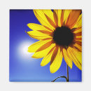 Pesquisar por girassol bonito imas Jardim