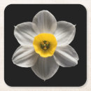 Pesquisar por bulbo porta copos Daffodil