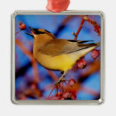 Pesquisar por cedros ornamentos Waxwing