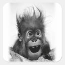 Pesquisar por orangotango adesivos Retrato