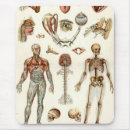 Pesquisar por anatomia humana Biologia
