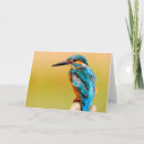 Pesquisar por kingfisher cartoes Bird