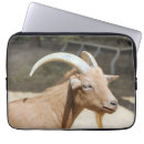 Pesquisar por de da cabra capas Animal