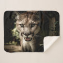 Pesquisar por leão de montanha mantas Puma
