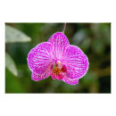 Pesquisar por orquídeas cor de rosa pôsteres pósteres Fotografia