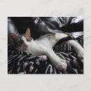 Pesquisar por diva cartoes postais Gato