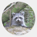 Pesquisar por raccoon adesivos Natureza