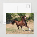 Pesquisar por cavalo árabe cartoes postais Animal