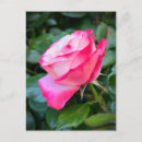 Pesquisar por chá híbrido cartoes postais Vermelho