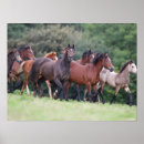 Pesquisar por raça do cavalo pôsteres pósteres Campo