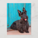 Pesquisar por scottish terrier cartoes postais Cão