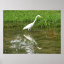 Pesquisar por grande egret branco Natureza