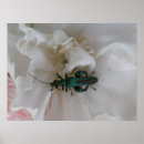 Pesquisar por beetle pôsteres pósteres Insetos