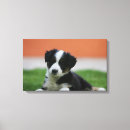 Pesquisar por border collie de de impressão de canvas Encontro para baixo