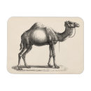 Pesquisar por camel imas Deserto