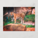 Pesquisar por tiger cartoes postais Zoo