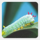 Pesquisar por caterpillar adesivos Inseto