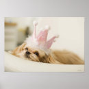 Pesquisar por cão coroa pôsteres pósteres Animais