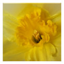 Pesquisar por daffodil pôsteres pósteres Daffodilo