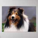 Pesquisar por sheltie pôsteres pósteres Cães