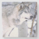 Pesquisar por lobo cinzento porta copos Canis lupus