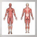 Pesquisar por sistema muscular pósteres Anatomia