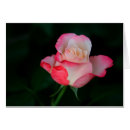 Pesquisar por arbusto cor de rosa cartoes postais Jardim